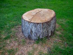 Best Storm Damage Tree Cleanup  in Woodstock, AL